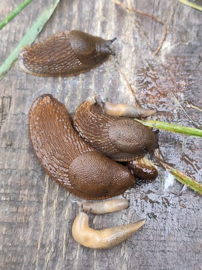 Six slugs are visible on a damp, weathered wooden surface, possibly a plank or deck. The slugs vary in size and color, with two larger, dark brown slugs dominating the center of the image, and four smaller, lighter tan slugs positioned around them. One large slug is positioned horizontally with its head pointing to the left, displaying a ridged texture. Another large slug is overlapping it, with its head facing upwards. The smaller slugs are scattered, with two near the bottom of the frame and two near the top. Green blades of grass are present at the top and right edges of the image, suggesting an outdoor environment. The wooden surface is wet and reflective, indicating recent rain or dew. There is no discernible location within the city of Скурыгино, Russia.