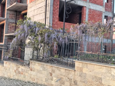 The image shows a partially constructed brick building behind a wrought-iron fence covered in wisteria blossoms. The building is made of red bricks and concrete with unfinished window and door openings. The wrought-iron fence sits on a stone wall that is constructed of yellowish-tan stones. The ground in front of the wall is paved with cobblestones. The location is Sapareva Banya, Bulgaria. There are no people visible in the image.