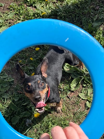 A black and tan dachshund with a red collar is lying in grass surrounded by dandelions and other plants, seen through a bright blue plastic ring. The dog is looking up with its mouth open, tongue visible. A human hand is partially visible in the top right of the frame. The location is unknown and the city of Усть-Тунтор, Russia is not discernible in the image.