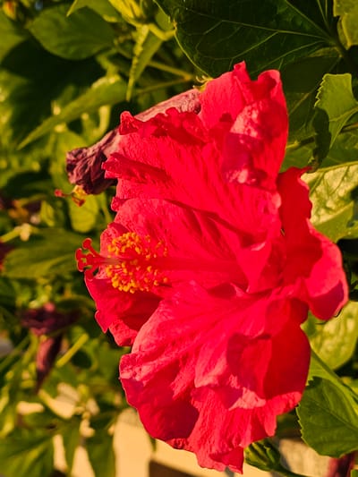 This is a close-up, vertical, natural light photograph of a vibrant red hibiscus flower in bloom. The flower is the primary subject, occupying the majority of the frame with its ruffled petals and prominent yellow stamen. Behind the red flower, out of focus, are several green hibiscus leaves, some appearing glossy and healthy, while others are darker and may be older or beginning to wilt. In the background, there is a hint of sunlight illuminating the foliage, creating a bright, warm atmosphere. The scene appears to be outdoors, likely in a garden or natural setting. There are no people or animals visible in the image. The photograph has been taken in Deveses, Spain.
