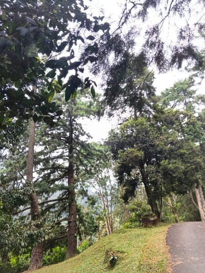 Lush greenery dominates, with a variety of trees filling the frame. Tall, slender trees with needle-like foliage stand alongside broader, leafy ones. Sunlight filters through the dense canopy, creating a dappled effect. A grassy slope leads to a paved path on the right side of the image. The scene evokes a serene, natural setting, possibly within a forest or park.