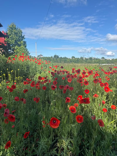 A vibrant field of red poppies flourishes under a bright blue sky dotted with fluffy white clouds. The field is situated in Ostriv, Ukraine, with a residential building featuring a red roof visible in the upper left corner. A green tree stands tall next to the building, and a utility pole with wires stretches across the sky. In the distance, a line of trees and buildings, including a church spire and a water tower, forms the horizon. The foreground is dominated by the striking red poppies, their delicate petals unfurling amidst lush green foliage. Some smaller yellow flowers are also present, adding a touch of contrast to the scene. The overall impression is one of natural beauty and rural tranquility.