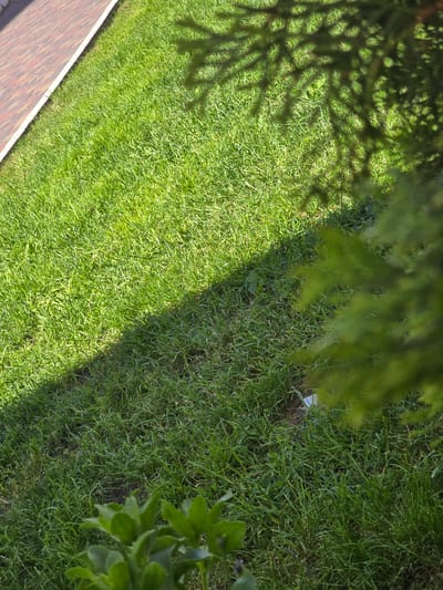 A sunlit, green lawn borders a brick pathway in Petropavlivska Borshchahivka, Ukraine. A shadow cast by a coniferous tree falls diagonally across the grass. In the foreground, blurred green foliage is visible. The scene is an outdoor environment, likely a residential area or park.