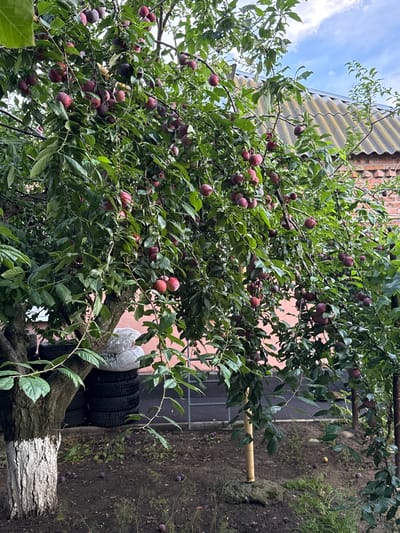 A plum tree laden with ripe fruit stands in a yard in Novoshakhtinsk, Russia. The tree is lush and green with numerous purple plums hanging from its branches. Some plums have fallen to the ground, dotting the dark soil. In the background, a brick building with a corrugated roof is visible, and a stack of car tires leans against a wall. The sky above is partly cloudy. The overall scene suggests a domestic setting, likely a backyard or garden.