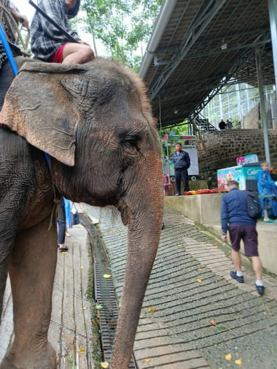 The image depicts an elephant with a rider on its back, seen from a low angle and close to the elephant's head, in what appears to be an outdoor tourist attraction. The elephant's textured skin and large ears are prominent in the foreground. The rider, wearing a plaid shirt and red shorts, is seated on the elephant's neck and holds a stick.

In the background, a pathway slopes upwards towards a covered structure supported by metal beams. Several people are visible on the pathway and on stairs leading up to the structure. One man in a black jacket stands near a cart displaying food items like bananas. Further up, two individuals are walking up a stone staircase. Another person in a blue raincoat is near an ice cream freezer. The environment suggests a tropical or subtropical climate, with foliage visible in the upper left of the frame. The ground is paved with a ridged pattern, and a drain grate runs along the side. The scene captures a moment of elephant tourism. The location is specified as Định An, Vietnam.