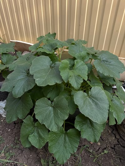 A high-angle shot shows a lush green plant with large, heart-shaped leaves growing in the dirt. The plant is positioned in the center of the frame, its leaves dominating the composition. To the left, a beige corrugated metal fence runs horizontally, casting subtle shadows across its surface. The ground beneath the plant is dark soil, cracked in places, with some sparse blades of grass. The scene appears to be outdoors, likely in a garden or yard, given the presence of the fence and the natural growth of the plant. There is no visible text in the image. The lighting suggests it could be daytime, with soft light illuminating the leaves. The overall impression is one of natural abundance and growth.