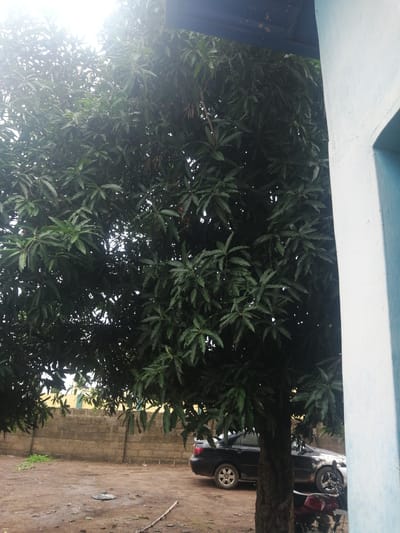 In the city of Ajasse Ipo, Nigeria, a tall, leafy tree dominates the scene, its dense foliage obscuring much of the background. To the right, a portion of a building with a pale blue exterior is visible, featuring a dark blue overhang. In the mid-ground, a dark-colored sedan is parked on a dirt lot. Behind the car and the tree, a low, brick wall constructed of rough-hewn blocks extends across the scene, with a yellow-painted structure visible above it. The ground is uneven dirt, with scattered debris including a flattened object and a stick. A motorcycle with a red seat is partially visible in the foreground, near the base of the tree. The overall lighting suggests an overcast day, with bright light filtering through the tree canopy.