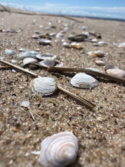 The image is a low-angle, close-up shot of a sandy beach. Numerous small seashells and fragments of shells are scattered across the sand, some partially buried. A few small, dry twigs or pieces of driftwood lie on the surface. In the foreground, a single, striped seashell is prominently displayed, out of focus. In the mid-ground, two white, ribbed seashells are in focus, with a twig lying across them. Further back, more shells and sand are visible, leading to a blurred horizon where the sandy beach meets the water, which is under a bright, partly cloudy sky. The location is identified as Divezeri, Latvia.