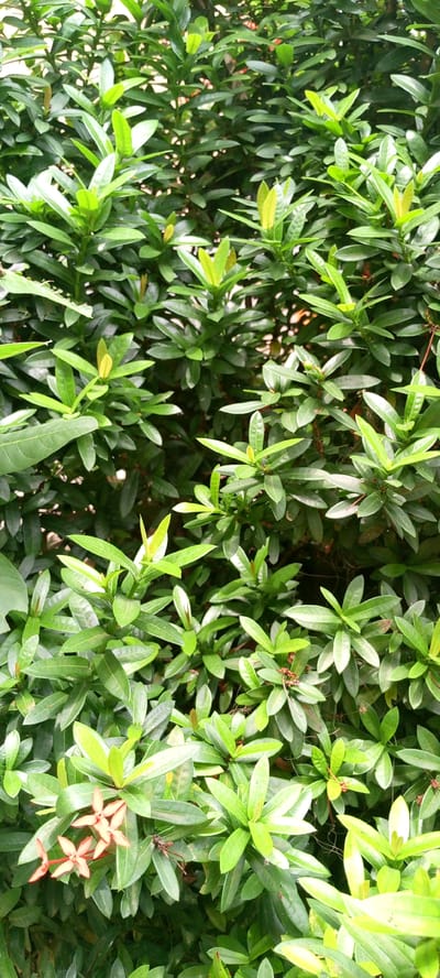 This is a close-up, vertical, full-frame shot of a dense Ixora coccinea shrub. The foliage is predominantly a deep green, with some lighter green new growth visible. The leaves are ovate with pointed tips and smooth margins, arranged in opposite pairs along the stems. A few small clusters of small, star-shaped coral-colored flowers are visible in the lower left quadrant of the image, indicating a flowering stage. There are also fine strands of spiderwebs visible among the leaves. The background is a blur of more foliage, suggesting a garden or natural setting. The lighting is diffused, creating soft shadows. The image was taken in the city of Uleemeuria, Indonesia.