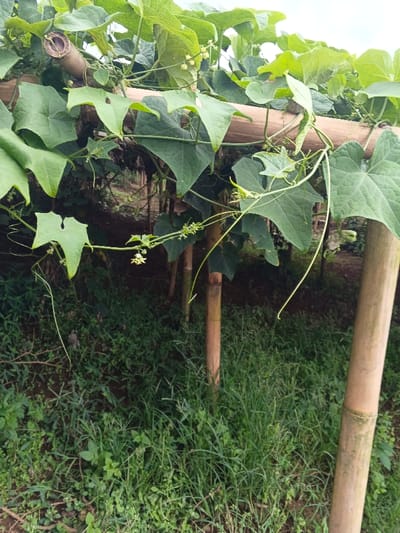 A verdant scene depicts a garden structure supporting lush green vines. The leaves are heart-shaped with serrated edges, some bearing delicate, small flowers. Bamboo poles serve as support, with some sections of the bamboo used as horizontal beams. A dense undergrowth of various green plants covers the ground below, providing a vibrant backdrop. The lighting is natural, showcasing the textures of the plants and the structure.