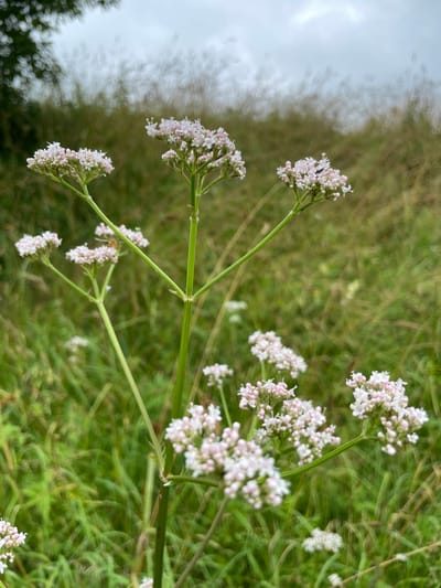 The image depicts a close-up view of wild valerian flowers with small, pinkish-white blossoms clustered on tall stems. The flowers are in the foreground, with a shallow depth of field blurring the background into shades of green and brown. The environment appears to be a natural, overgrown area, possibly a field or meadow, with tall grass and some trees visible in the distance. The sky is overcast with clouds. The scene is devoid of any human presence or man-made structures, suggesting a rural or undeveloped setting. The image does not contain any information that would allow for the identification of its specific location within the city of Bereznik, Russia.