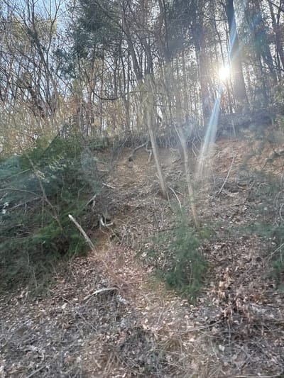 The image depicts a section of a steep, forested hillside in Bunovo, Bulgaria, under bright daylight conditions. The scene is dominated by numerous deciduous trees, mostly bare of leaves, and scattered evergreen saplings and shrubs. The ground is covered extensively with fallen brown leaves and dry twigs. Patches of light brown, exposed soil are visible on the slope, indicating areas of erosion or disturbance, with some tree roots visible within these sections. Sunlight streams through the trees in the upper right quadrant, creating prominent lens flares. No people, animals, or artificial structures are present.