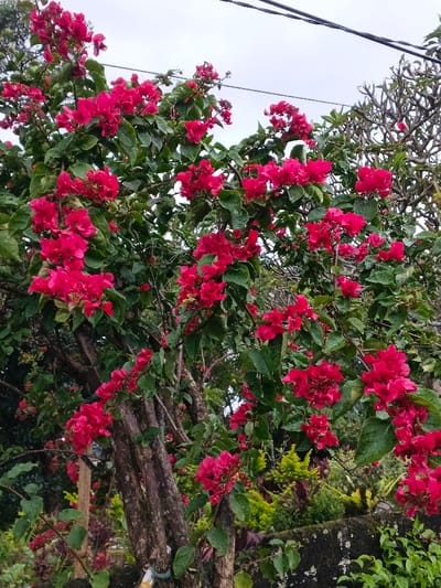 The scene depicts a dense bougainvillea bush in full bloom, featuring numerous clusters of magenta-red flowers and dark green foliage, with water droplets visible on many leaves. Textured brown woody stems are present throughout the plant's structure, particularly in the central and lower portions. An overcast, light gray sky is visible through the upper canopy, traversed by two dark utility wires running diagonally across the upper left quadrant. To the right, the bare, gnarled branches of a deciduous tree are partially visible. The lower right foreground reveals a section of a dark, weathered concrete or stone wall, partially obscured by smaller green and yellowish-green vegetation. No individuals or animals are present. The scene is located in Pea Reang District, Cambodia.