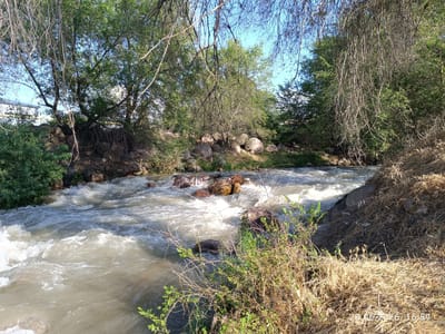 The image depicts a natural scene of a flowing river with rocky banks and lush green trees. The river is wide and appears to be moving swiftly, with white foam and rapids visible. The banks are lined with a mix of rocks and vegetation, including grass and bushes. Overhead, branches of trees hang down, partially obscuring the view of the sky, which is a clear blue. The sunlight suggests it is daytime, likely late afternoon given the timestamp in the lower right corner of the image which reads "28.06.2026 / 16:59". The environment appears to be a natural, possibly rural or park-like setting. There are no people visible in the image, and the focus is entirely on the landscape. The location is identified as the city of Qaskeleñ, Kazakhstan.