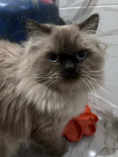 A long-haired domestic cat with seal point markings, likely a Himalayan or Ragdoll breed, is positioned in an indoor setting in Mu'adammiyat ash-Sham, Syria. The cat features light cream-colored body fur with darker brown points on its face (mask), ears, and paws. Its large, round eyes are a distinct bright blue, directed forward towards the camera. Prominent white whiskers extend from its snout. An orange, multi-lobed plastic dish or toy, possibly clover or paw-shaped, rests on the light-colored tiled floor to the cat's lower right. The background includes a blurred dark blue object on the left and white tiled walls with dark grout lines on the right, indicating a domestic environment.