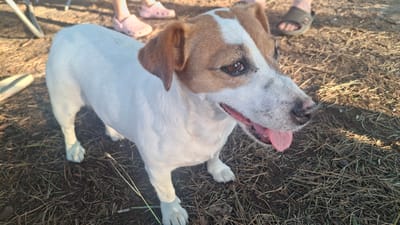 A medium shot captures a Jack Russell Terrier with white and tan markings standing on dry pine needles and dirt. The dog's mouth is open, with its pink tongue visible, and its head is turned to the right, looking slightly off-camera. In the background, out of focus, are the legs and feet of two people wearing casual footwear. The lighting suggests it is daytime, possibly late afternoon due to the warm tones. The setting appears to be an outdoor area, possibly a park or wooded space.