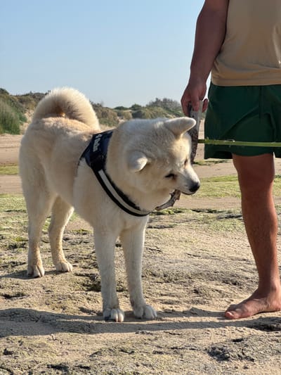A cream-colored Akita dog stands on a sandy beach in Wissant, France, holding a piece of driftwood in its mouth. The dog is wearing a black harness with reflective stripes. To the right of the dog, a person's legs are visible, wearing green shorts. The person is holding another piece of driftwood, and appears to be interacting with the dog. The background shows sand dunes and vegetation. The sky is clear and blue, indicating a sunny day.