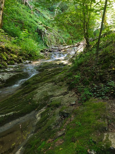 A rocky, moss-covered stream flows through a dense, sun-dappled forest. The water cascades over layered rocks, creating small rapids and pools. Fallen trees and branches are scattered throughout the stream and along the banks, contributing to the natural, untamed appearance of the environment. The surrounding area is thick with lush green vegetation, including ferns and various types of plants, with sunlight filtering through the tree canopy, illuminating patches of the forest floor and the water's surface. The scene evokes a sense of untouched wilderness, likely a natural area within or near the city of Teteven, Bulgaria, characterized by its rich biodiversity and rugged terrain.