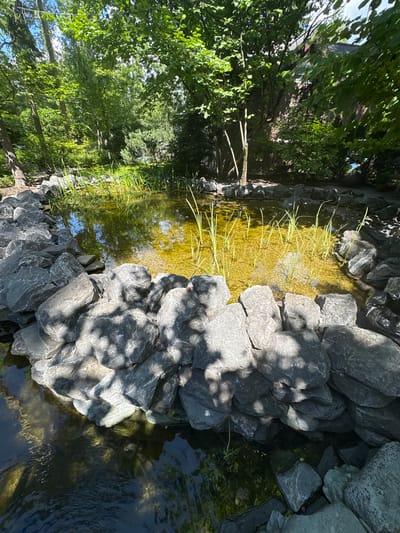 The image shows a small, natural-looking pond surrounded by large, gray rocks. The water in the pond is a murky yellow-green color, with some aquatic plants growing in it. Sunlight filters through the trees, casting shadows on the water and rocks. The pond appears to be in a wooded area, possibly a garden or park. There are no people or animals visible in the image. The location in the city of Gribovo, Russia is not evident from the image itself.