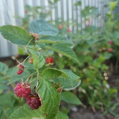 A close-up, slightly elevated, outdoor shot focuses on a raspberry bush with several ripe raspberries and green leaves. The raspberries are clustered on stems, with some showing the characteristic bumpy texture of the fruit. The leaves are a vibrant green, with some exhibiting signs of minor browning on the edges. In the background, a blurred silver corrugated metal fence runs horizontally, suggesting a garden or yard setting. The ground beneath the bush appears to be dark soil. There are no people or animals visible in the frame. The lighting suggests it is daytime. The image captures a natural scene within a residential or cultivated area.