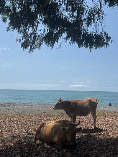 Two cows are on a beach in Kyndygh chyts, Abkhazia. One cow is lying down in the foreground, facing the camera. The other cow is standing behind it, facing to the left. The beach is covered in leaves and debris. The sea is visible in the background, with a clear blue sky above. There is a single person sitting on the beach in the distance.
