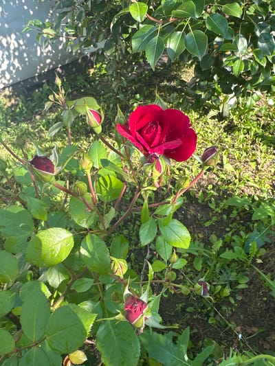The image shows a close-up of a red rose bush with several buds and one fully bloomed rose. The rose bush is in a garden with green leaves and grass. Sunlight is filtering through the leaves, creating shadows on the ground. The scene appears to be outdoors on a sunny day. The location is specified as Калодзішчанскі сельскі Савет, Belarus. There are no people visible in the image.