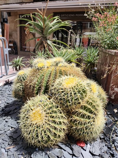 The image shows a close-up of several barrel cacti with prominent yellow spines and some blooming yellow flowers, set against a backdrop of aloe vera plants and a building. The cacti are planted in dark grey slate chips. In the background, a shop window displays a mannequin wearing a tan trench coat, with text on the window including "VANESSA BRUNO" and "LES OPTICIENS PERRI...". The lighting suggests it is a sunny day. The scene appears to be outdoors, possibly on a street in Perpignan, France, given the provided location context. The overall mood is one of a sunny, dry environment, highlighting the resilience of desert-like plants in an urban setting. There are also some delicate pink and white flowers growing in a planter to the right of the image. A metal fence is visible on the left side.