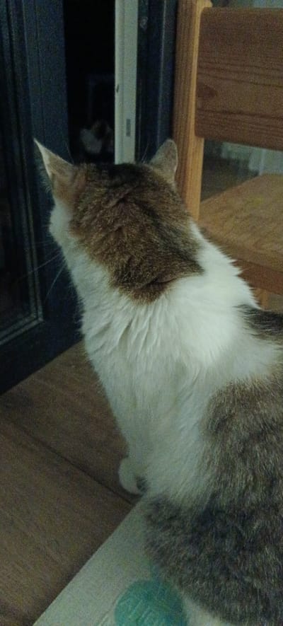 In a dimly lit room, a domestic cat with brown and white fur is captured from behind, facing a dark doorway or window. The cat is seated on a wooden floor. To the right of the cat, a section of a wooden chair is visible. The environment appears to be indoors.
