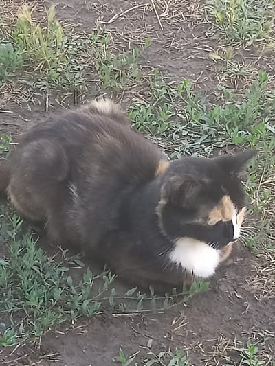 A calico cat is lying down in a patch of grass and dirt, likely in an outdoor area. The cat has patches of black, white, and orange fur. Its eyes are closed or looking down, and its head is turned to the right. The background consists of dry dirt and sparse green vegetation. This scene is not specific to Ryabichev, Russia, as there are no identifying landmarks or contextual clues to indicate the location.