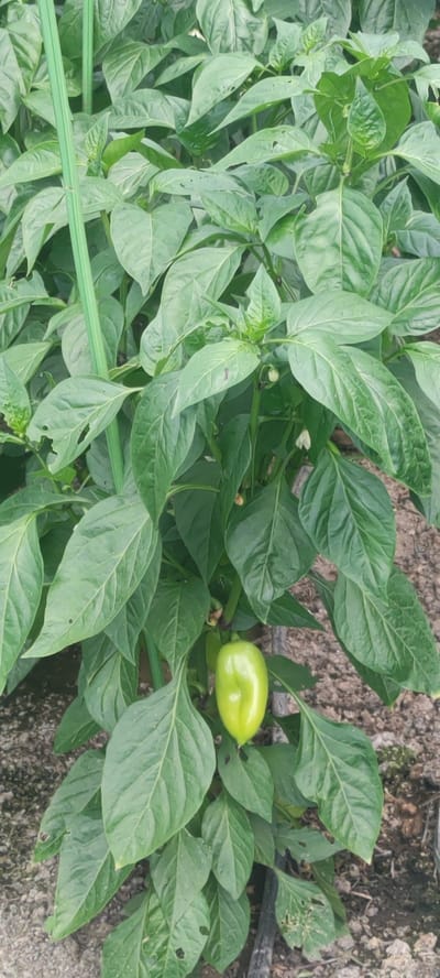 A close-up shot shows a pepper plant with a single green pepper and several leaves. The pepper plant is supported by a green stake. The background shows brown soil with some pebbles and a black hose. The scene is likely in Filippovskoe, Russia.