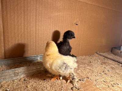 In Srednia, Bulgaria, within a cardboard enclosure, two chicks are present. One chick, a pale yellow, stands in the foreground, facing left with its head turned slightly towards the right. Its leg appears to have a minor abnormality. Behind and to the right of the yellow chick, a black chick is positioned, facing towards the right and slightly away from the viewer. The chicks are standing on a surface covered with wood shavings and scattered feed. A metal trough is visible to the left, containing more feed. The background is the corrugated cardboard wall of the enclosure, showing some texture and a small hole. A shadow of the yellow chick is cast on the wall to its left.