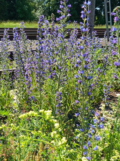The image captures a close-up view of tall, slender plants with numerous small, vibrant blue-purple flowers. These flowers are arranged in spiky clusters along the stems. The plants are situated in an outdoor environment, with what appears to be railway tracks visible in the background, suggesting a location near a train line. The tracks consist of dark brown or black wooden ties and grey ballast. Beyond the tracks, a strip of green grass and then a dense line of trees with dark green foliage are visible. A vertical grey pole, possibly a utility pole or fence post, stands to the right of the frame, with a metal ladder attached to it. The overall impression is a natural landscape encroaching on an industrial or transportation area. The lighting suggests a sunny day. The location is specified as Лосева, Belarus.