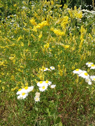 This media file captures a close-up view of a vibrant meadow bathed in bright sunlight, likely during the daytime. The scene is dominated by a dense growth of tall, slender plants adorned with numerous small, yellow flowers that hang in drooping clusters. Interspersed among the yellow blooms are several daisy-like white flowers with yellow centers, adding contrast to the verdant landscape. The background is a blur of green foliage and more white flowers, suggesting a diverse and lush natural environment. The foreground is a mix of green stems and dry, brown grasses, hinting at the changing seasons or a natural unkempt state. The overall impression is one of a sun-drenched summer day in a wild, untamed natural setting, possibly in Saratovskaya, Russia, given the location context. There is no visible text in the image. The image evokes a sense of natural beauty and the tranquility of the countryside.
