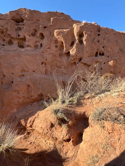 This vertical image displays a prominent reddish-brown rock formation under a clear blue sky in Tosor, Kyrgyzstan. The rock face, likely a weathered cliff or large outcrop, dominates the left and central parts of the frame. It features numerous circular and irregularly shaped holes and cavities of various sizes, giving it a distinctive, pockmarked appearance. These depressions suggest extensive natural erosion or potentially ancient human dwellings or modifications.
Direct sunlight bathes the scene, creating strong contrasts between illuminated areas and deep shadows, particularly evident on the right side of the rock and within its numerous hollows. The warm, earthy tones of the rock stand out against the vivid, cloudless blue sky visible along the left edge.
Sparse, dry, and shrub-like vegetation clings to the rock surface and the ground in the upper and lower right portions of the image. These plants appear resilient and adapted to an arid or semi-arid environment. The strong, direct lighting indicates a clear day, likely in the mid-morning or afternoon. No human activity or visible text is present. The image captures the rugged natural beauty and unique geological features of the landscape near Tosor.