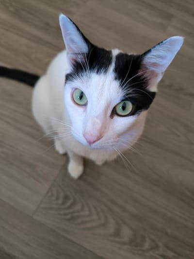 A high-angle medium shot captures a black and white cat with striking green eyes sitting on a wooden floor. The cat's head is tilted upwards, and its gaze is directed towards the camera. The cat has distinct black markings on its head, resembling a mask over its right eye, and a black patch on the top of its head. Its ears are pointed and white with black edges. The wooden floor is a light brown color with a visible grain pattern. The background is entirely composed of the floor and the cat. There are no other people or objects visible in the frame. This scene does not provide any specific indicators to pinpoint its location within the Municipal Unit of Acharnes, Greece.