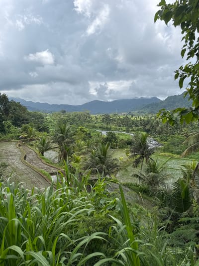 The image captures a scenic view in Sidemen, Indonesia, showcasing lush rice terraces and a mountain range. The foreground features tall green grass and dense vegetation, partially obscuring the view of the terraces. The rice paddies are filled with water, reflecting the cloudy sky. Palm trees dot the landscape, blending with other tropical trees and plants. A distant mountain range is visible in the background, partially covered by clouds. The sky is overcast, with grey and white clouds dominating the upper portion of the image. No people are visible in the scene.