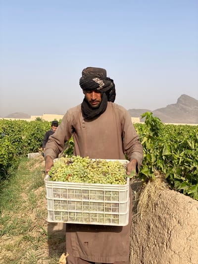 In the city of Senjaray, Afghanistan, a man in a brown tunic and a black turban is holding a white plastic crate overflowing with green grapes. He stands in a vineyard with rows of grapevines stretching into the background. Another person, partially obscured, is visible behind him, also in the vineyard. The landscape appears dry and dusty, with mountains visible in the distance under a clear sky. The man is looking down at the crate of grapes, appearing to be in the process of harvesting or transporting them. The image captures a moment of agricultural labor in a rural setting.