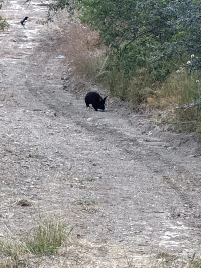 The image shows a black rabbit on a dirt path, which is covered in dry grass and pebbles. The rabbit is facing to the right and appears to be in a crouched position, possibly resting or about to move. To the left of the path is dense green foliage, suggesting a natural or semi-natural environment. The overall lighting and the dry vegetation indicate it could be daytime, possibly in a warmer season. There is no visible text in the image. The scene appears to be in a rural or outdoor setting, given the natural elements and the dirt path. The image captures a moment of stillness with the rabbit as the sole focal point within its environment.