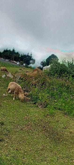 The image displays a pastoral scene in Rwanyambo, Kenya, under an overcast sky. In the foreground, a light-brown sheep with dense wool grazes on vibrant green grass, its head lowered. Several other sheep of similar appearance are scattered across the ascending green slope in the mid-ground, also actively grazing. The terrain is characterized by undulating green grass, interspersed with exposed rocks and dense patches of green bushes and foliage, particularly prominent on the right side and around a notable mound of reddish-brown earth in the mid-ground. In the background, dark green coniferous trees line the upper horizon, partially obscuring small structures with reddish roofs on the upper left, suggesting human habitation. A light-colored wall or fence is partially visible amidst the dense foliage on the mid-right. The sky is uniformly grey, indicating heavy cloud cover or atmospheric mist.
