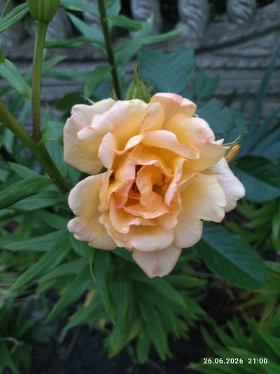 A close-up, vertical shot captures a delicate peach-colored rose in full bloom, its layered petals forming a soft, intricate center. The rose is positioned slightly off-center to the right, with its stem and green leaves providing a natural backdrop. In the upper left, a vertical green stem with a bud is visible. The background consists of dark green foliage and a gray, textured surface, possibly a fence or wall. A date and time stamp, "26.06.2026 21:00", is present in the lower right corner, indicating the image was taken in Zavodske, Ukraine. The lighting suggests it's either early morning or late evening. No people or animals are visible in the frame.