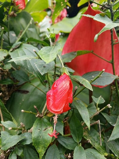 A close-up vertical shot captures a vibrant red flower bud, likely a type of Hibiscus, hanging downwards amidst lush green foliage. The bud is still closed, displaying rich crimson petals adorned with tiny water droplets, suggesting recent rain or dew. Its long, slender pistil and stamens, also red, extend from the base of the bud.
The flower is surrounded by numerous green leaves of varying sizes and shades, some showing minor imperfections or small holes. In the mid-ground, small black ants are visible crawling on some of the green leaves. Another, smaller, lighter green flower bud is discernible in the upper left section of the frame, indicating new growth.
In the background, a large, deep red leaf or bract stands out against the softer green foliage, adding another striking color element to the scene. The lighting appears soft and natural, illuminating the water droplets on the flower. The overall scene depicts a thriving plant in a natural environment, characteristic of a tropical setting like Phoukhoun, Laos. There is no visible text in the image.