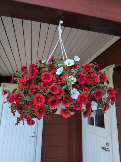 A large hanging flower basket is centrally positioned, suspended from an overhead structure. The basket is densely filled with small, five-petaled flowers, predominantly deep red with yellow centers, interspersed with several white flowers of similar shape and size. Green foliage is visible among the blossoms. White synthetic cords extend upwards from the basket to a white hook, which is attached to an off-white wooden slatted ceiling. Above this ceiling is a horizontal dark reddish-brown wooden beam. The lower background consists of a building exterior featuring reddish-brown horizontal wooden siding. Two white, vertically paneled doors are partially visible at the bottom of the frame; both feature silver-colored lever handles. The door on the right also displays a small rectangular window in its upper section. The scene is illuminated by natural light. The location is Hartola, Finland.