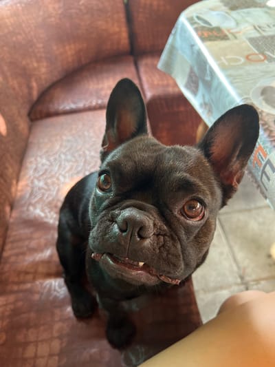 A dark-furred French Bulldog sits on a brown leather sofa in Karabunar, Bulgaria, looking up at the camera. The dog's mouth is slightly open, revealing its teeth and a bit of tongue. To the right of the dog is a table covered with a patterned tablecloth. A person's arm and knee are visible in the lower right corner of the frame. The lighting suggests it is daytime.