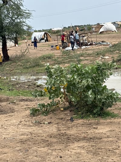 The image depicts a scene in a refugee camp or displacement site in Ad-Damazin, Sudan. In the foreground, a dense green bush with large leaves and small white flowers is prominent, partially obscuring a muddy, waterlogged area. Beyond this, the landscape is characterized by dry, sandy soil with sparse vegetation.
Several structures are visible in the middle ground. To the left, a woman in a dark blue garment is standing near a conical tent, holding a bundle of sticks. Further to the right, a group of men are gathered around a makeshift shelter constructed from wood and various materials. Some of these men are wearing t-shirts, and one is wearing a striped shirt. Scattered around this area are containers, including a yellow jerrycan, and other miscellaneous items.
In the background, more tents and structures, some covered with white sheeting, suggest the presence of a larger settlement. The overall environment appears arid and underdeveloped. The sky is overcast. The scene conveys a sense of hardship and basic living conditions.