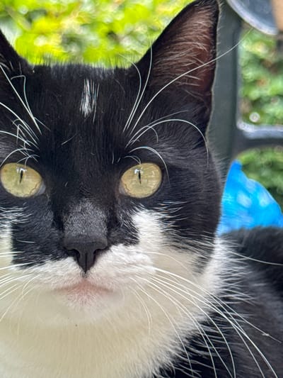 A black and white cat with yellow eyes is pictured in a close-up shot. The cat's fur is predominantly black with white markings on its chest and face. Its eyes are wide open, reflecting the light. The cat is wearing a bright blue collar. The background is blurred, showing hints of green foliage and possibly some outdoor furniture. The image appears to have been taken outdoors, possibly in a garden or park in Putten, Netherlands.