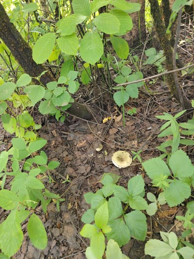 The image depicts a forest floor with a cluster of mushrooms. The mushrooms have white stems and caps that are light green or yellow, with some darker spots on the caps. The ground is covered in fallen leaves and small twigs. Surrounding the mushrooms are various green plants with large leaves. In the background, there are tree trunks, some of which are covered in moss. The lighting suggests it is daytime, with dappled sunlight filtering through the foliage. The scene appears to be located in a natural, wooded area, consistent with the environment of Выльтыдор, Russia, a village situated in the Komi Republic. There are no people or animals visible in the image.
