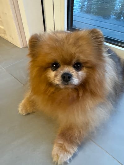 The image features a small, fluffy dog, appearing to be a Pomeranian, positioned centrally and looking directly forward. Its fur is predominantly reddish-brown with lighter accents on its chest and face, and darker, greyish tones on its back. The dog has dark, round eyes and a small, black nose. Its ears are small and pointed, partially obscured by fur. It is either lying down or sitting, with its front paws extended onto the floor. The dog is situated indoors on a grey tiled floor, characterized by visible grout lines. To the left background, a light-colored door frame or wall corner is visible. To the right background, a dark-framed window reveals an obscured outdoor scene. The view outside the window appears to be a wet or reflective surface, possibly water or a damp deck, exhibiting muted blue, grey, and green tones. There are no discernible visual elements within the image that allow for the identification of its specific geographic location as Aleksandrovka, Russia, or any other city.