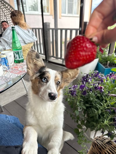 In a close-up outdoor shot, a merle cardigan welsh corgi with heterochromia (one blue eye, one brown eye) sits on a wooden deck, looking upwards at a strawberry being held by an unseen person. The dog's front paws are raised, and it is wearing blue denim jeans partially visible. In the background, a glass table with a patterned tablecloth holds a white mug, a can, and a green glass bottle. Further back, two people are seated on chairs on the deck, with a railing and foliage visible beyond them. The scene appears to be on a porch or balcony, with potted purple flowers in the foreground and mid-ground. The location is specified as Bolshaya Rechka, Russia.