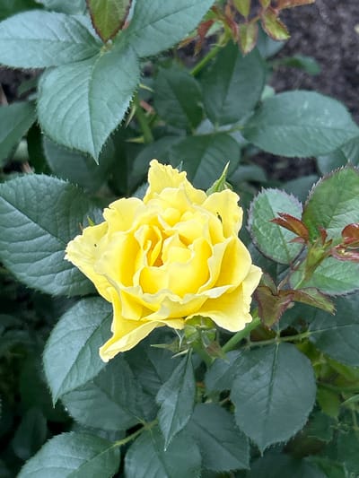 A close-up shot captures a vibrant yellow rose in full bloom, its petals unfurling in delicate layers. The rose is surrounded by lush green leaves, some appearing velvety and others with serrated edges. A few reddish-tinged new leaves sprout from a nearby stem, adding a touch of contrast. The background is a blur of dark green foliage and a hint of dark soil, suggesting an outdoor garden setting. The image does not contain any people or specific landmarks that would indicate its location within Mount Royal, Canada.