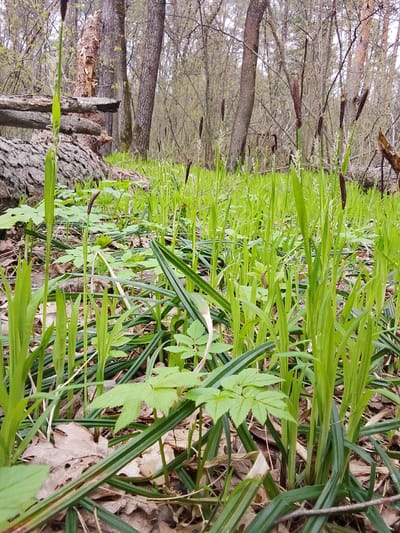 This low-angle photograph captures a vibrant scene on the forest floor in Елец-Маланино, Russia, likely during early spring. The foreground is dominated by a dense growth of fresh green vegetation. Tall, narrow, grass-like plants with prominent dark brown, elongated spikes (possibly inflorescences or developing seed heads of sedges) stand upright across the frame. Scattered among these are smaller plants with broader, palmate-shaped green leaves. The ground beneath this new growth is covered with a layer of dry, brown, fallen leaves from the previous season.
In the mid-ground, several large, rough-barked fallen tree trunks and logs are visible, some appearing weathered and partially decayed. A prominent broken tree stump, exposing its reddish-brown interior, also features. The background presents a dense woodland composed of numerous deciduous trees with mostly bare branches, indicating the nascent stages of spring. The lighting is soft and diffused, suggesting an overcast day or dappled sunlight filtering through the canopy. The image conveys a sense of natural tranquility and the emergence of new life in a woodland environment. There is no visible text in the media.